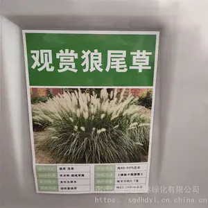 新采草籽 观赏型狼尾草种子 发芽率好 量小可快递 提供种植技术
