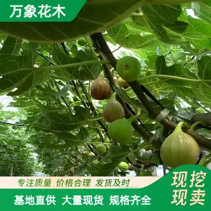 万象花木无花果树苗耐寒根系发达庭院种植苗