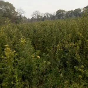 供应;南昌2公分罗汉松批发,江西3-4-5-6-8公分罗汉松供应,江西碧青千亩基地 批发/销售