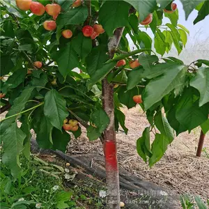 3-5����ӣ�����籨�� 2��Ի�ӣ���� ��ũũҵ1-5�Ի�ӣ����