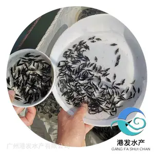 港发水产种苗 淡水桂花鳜鱼苗 食肉凶猛 6个月速成 支持视频选苗