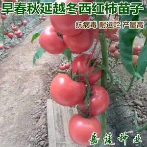 �紺����Խ��ר���������� ������ ���ӹ���ר���������� Խ����������