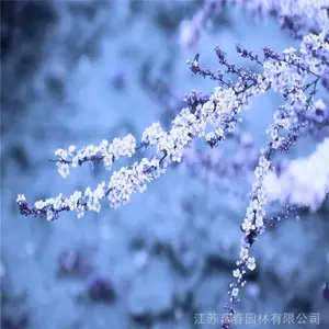 ��ѩ��������ֲ���� �������黨 ѩ�� ����÷