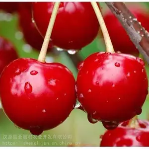 ����˹��ӣ��ӣ�ҹ�������˹��ӣ�Ҽ۸� ʥ����