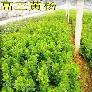 小叶黄杨 周至高三黄杨营养杯树苗批发 陕西绿森园艺苗圃