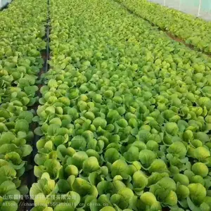 红萝卜油菜精播机 定制单粒下种蔬菜点播机 出苗均匀洋葱5行播种机