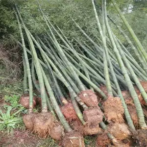 福建龙岩杜鹃苗基地顾客信赖