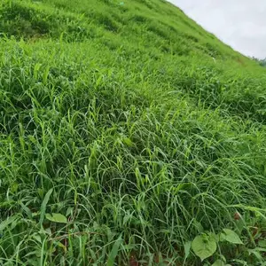 贵州黔东南丹寨县边坡绿化客土喷播施工队伍
