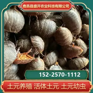 技术培训 活体土元养殖 土鳖虫 地鳖虫 药用价值可养殖