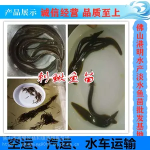 繁殖能力强的刺鳅鱼苗出售 合作社诚信提供刀鳅鱼苗 保障