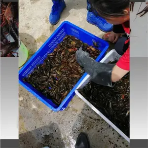 SP ���Ͽ� �߲�ˮ��ʳƷ�� ��ϺϺ������� ����