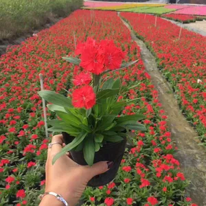 云南移植时花花色丰富,昆明小花百日草专业供应商