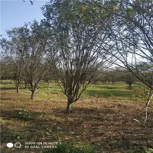 2����Ѥ������ �������� �������� 3���ֶ�������� ˧����ľ