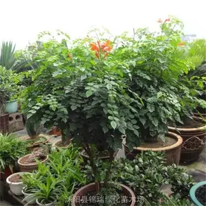 ��������1����2����3���ִ� ����ͥԺѧУ���黨��װ�� ����ֲ��