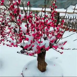 ���ۣ���÷ ��÷ ��ɰ÷ ����÷ ����÷ ����÷ ����÷������ר��