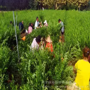 周至苗圃黄叶女贞 小区景观绿化-金叶女贞球