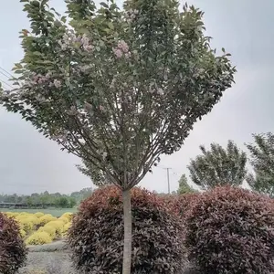 8�����ձ���ӣ�� ������� ӣ�����Թ�Ӧ �Բ�����ӣ����