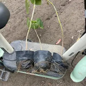 血桐树苗、血桐苗、血桐种植小苗工程绿化苗