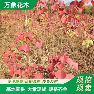 ��·�̻�ľ���� ������԰��ֲ�� ͥԺ�쾰������ֲ�� �е���