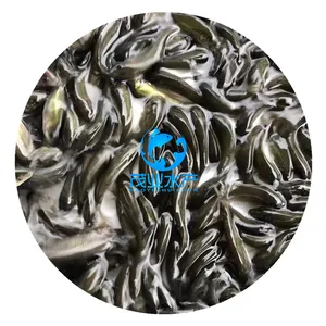 鲤鱼苗/优质2-8公分禾花鲤鱼苗养殖/湖南永州淡水禾花鲤鱼苗批发