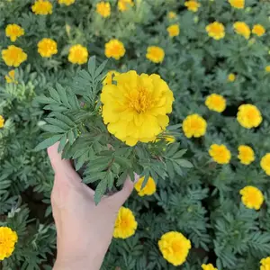 路边臭菊花批发基地 山东春泥园艺 地被草花臭菊花大型种植基地