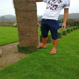 中华结缕草基地位置 台湾青草皮 草皮