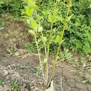 甘肃结果连翘苗价格