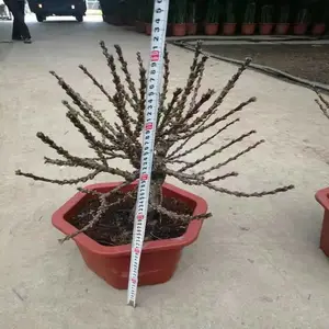 ���۰����һ����� �һ��������� �羰���������� �����辰�һ�����
