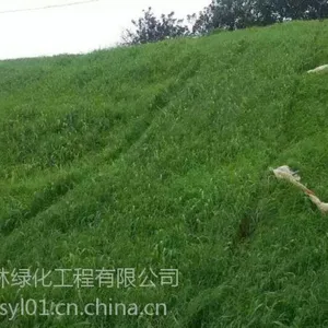 六盘水高速公路边坡草籽花籽质量***