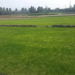 优质混播草坪 四季常青长势均匀 公园庭院铺装 场地绿化铺建实用绿植