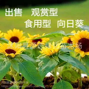 ��Ӧ�������տ������� ���� ��ɴ��Ӱ԰���̻����ۻ������ӻ��Ѱ���