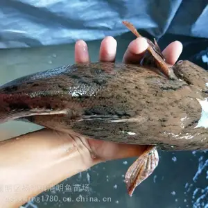 �����г��۵�ˮ��ֳ������� ̩��������� �ư߼��������ˮ��/���/��������