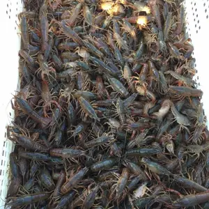 2022年小龙虾幼苗价格哪里有批发小龙虾苗种虾批发龙虾价格