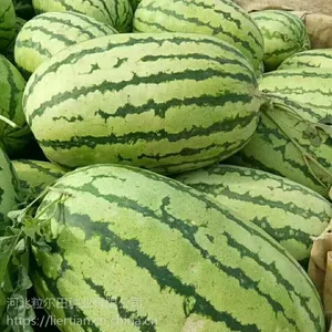 蔬菜水果种子大果花皮双红瓤***西瓜品种粒尔田双红金花西瓜种子