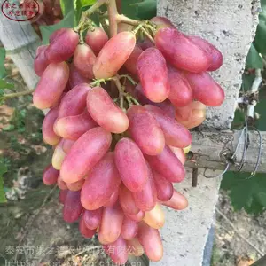 �������硢��������ʯ�����硢������������������