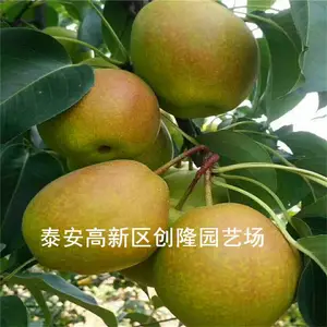 创隆园艺场批发一公分嫁接梨树苗,梨树苗价格_