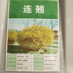 �����²ɹ�ľ���� �������� ��ѿ*** �۸���� ***