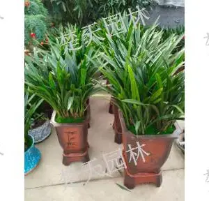 梁溪区工厂花卉零售 欢迎咨询 江阴楚天供应