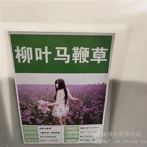 优质新采草花种子 柳叶马鞭草种子 发芽*** 价格便宜 ***