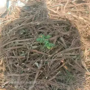������*** ���������������̩��ҩ��