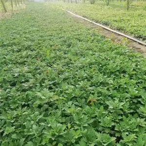 金丝皇菊苗 勇泰中药材