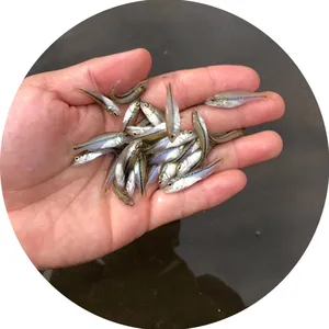 鲈鱼开口苗专业驯料 规格齐新苗上市 欢迎来电 港发鲈鱼鱼苗场