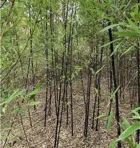 焦作紫竹报价及图片