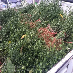 ���������Ǯ/���������� ���׹��� ��ֲ����