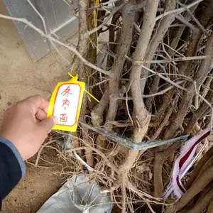�޽Ӷ����������� 1����2���ֶ�������۸�