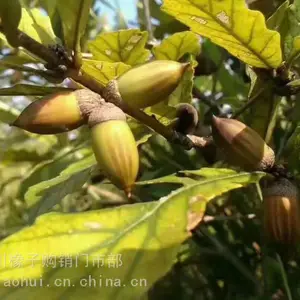 供应主产区择子酒原料市场价格批发