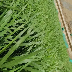 ����粥������������