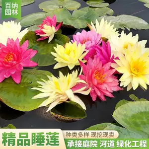 ��ӦƷ��˯���� ��Ʒ˯���� ��Ʒ˯���� ����˯�������Ǯ