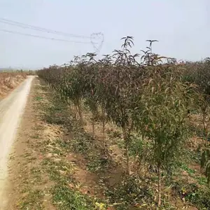 山东4公分照手桃价格,照手桃基地产地