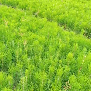 江西湿地松苗木基地批发 8 10 12 14 15 18公分树苗-林之源